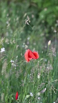 A poppy blown by the wind in the field vertical