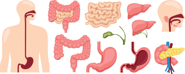 Human digestive system medical illustration for doctoral training curriculum isolated on white background