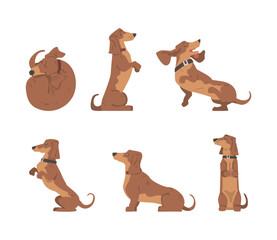 Dachshund or Badger Dog as Short-legged and Long-bodied Hound Breed with Collar Vector Set