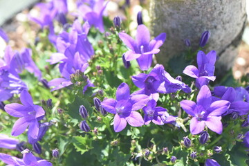 Campanula