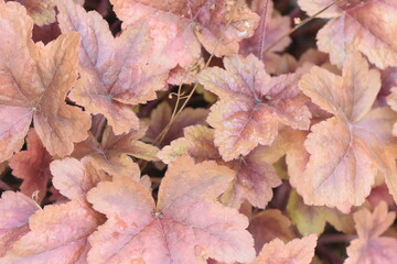 Heuchera
