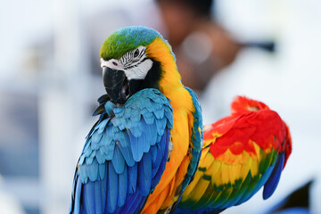 blue and yellow macaw