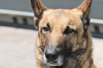 Pastor Belga Malinois