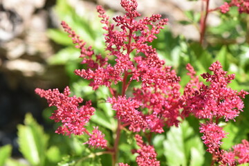 Astilbe japones