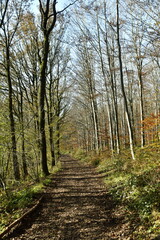 La forêt de Rouilon en automne sur les pente des collines dominant la vallée de la Meuse à Annevoie au sud de Namur