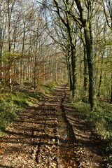 La forêt de Rouilon en automne sur les pente des collines dominant la vallée de la Meuse à Annevoie au sud de Namur