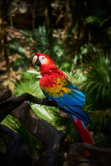 Naklejka na ściany i meble Scarlet macaw a colorful parrot in the tropics.