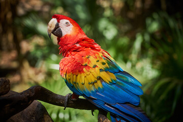 Scarlet macaw a colorful parrot in the tropics.