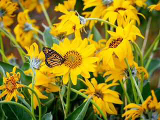 Monarch butterfly in a field of yellow flowers