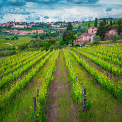 Fototapeta na wymiar Green vineyard on the slope in Tuscany, Italy