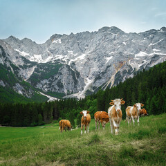 Fototapeta na wymiar Herd of cows grazing on the alpine green fields, Slovenia