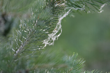 spider web on the green branch