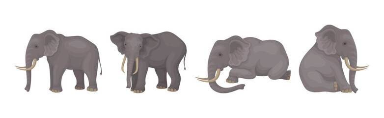 Elephant as Large African Animal with Trunk, Tusks, Ear Flaps and Massive Legs Vector Set