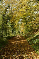 Obraz premium La forêt de Rouilon en automne sur les pente des collines dominant la vallée de la Meuse à Annevoie au sud de Namur