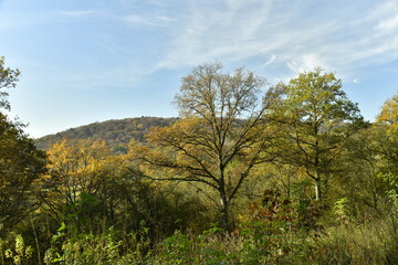 La forêt de Rouilon en automne sur les pente des collines dominant la vallée de la Meuse à Annevoie au sud de Namur