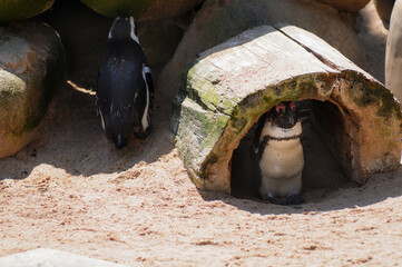 baby penguin in zoo