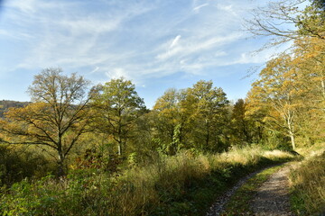 Fototapeta na wymiar La forêt de Rouilon en automne sur les pente des collines dominant la vallée de la Meuse à Annevoie au sud de Namur