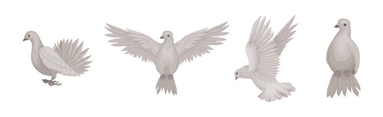 Fototapeta premium White Dove or Pigeon Bird with Wings Flying Vector Set