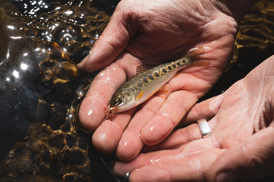 Hands holds a tiny juvenile trout in a clear mountain stream near Asheville, North Carolina, closeup