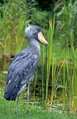 Bec en sabot du Nil,.Balaeniceps rex, Shoebill, Afrique