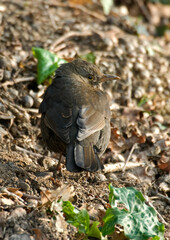 Merle noir,.Turdus merula, Common Blackbird