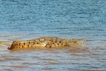 crocodile de Madagascar, Crocodylus niloticus madagascariensis, Madagascar