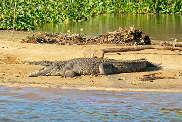 crocodile de Madagascar, Crocodylus niloticus madagascariensis, Madagascar