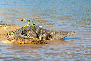 crocodile de Madagascar, Crocodylus niloticus madagascariensis, Madagascar