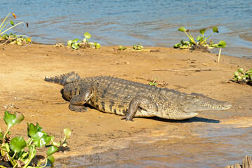 crocodile de Madagascar, Crocodylus niloticus madagascariensis, Madagascar