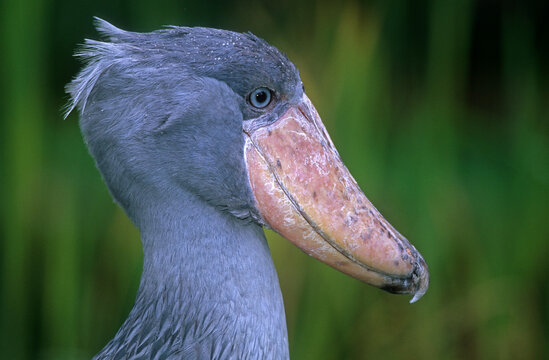Bec en sabot du Nil,.Balaeniceps rex, Shoebill, Afrique