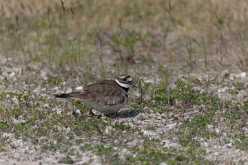 The killdeer (Charadrius vociferus), in very hot weather, the female does not sit, but stands over the eggs and creates a shadow for them