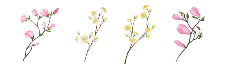 Flower Twig and Branch with Tender Blooming Flora Vector Set
