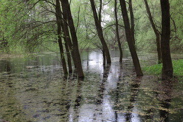 Flooded forest, summer sunny day, rainy park atmosphere 