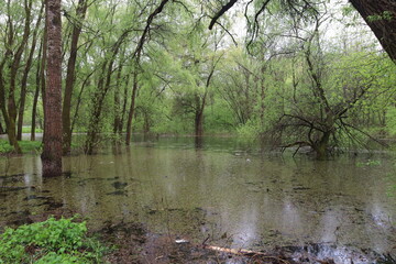 Flooded forest, summer sunny day, rainy park atmosphere 