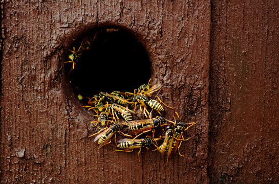 Wasps nest in the wood hole - aggressive wasps going out and in from the nest - macro photography