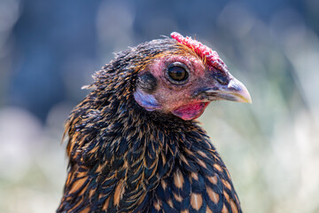 Up close with a rescued chicken