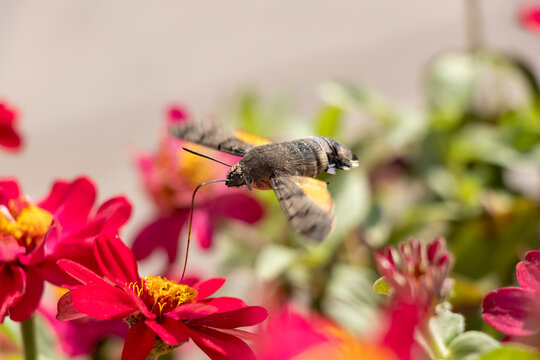 Sphingidae, known as the bee hawk moth, feeds on nectar from a red flower. The hummingbird moth.