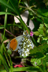 Aurorafalter // Orange tip (Anthocharis cardamines)