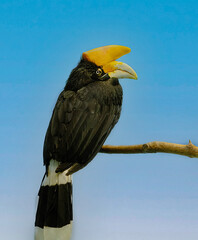 Rhinoceros  hornbill © Rashmi