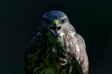 Common Buzzard (Buteo buteo) searching for food in the forest of Noord Brabant in the Netherlands.  Black background