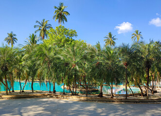 Naklejka premium Many palm trees that grow around the pool with beautiful turquoise water, located in a hotel in the tropics, on a bright sunny day