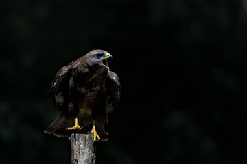 Common Buzzard (Buteo buteo) searching for food in the forest of Noord Brabant in the Netherlands.  Black background