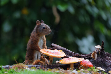 Eurasian red squirrel (Sciurus vulgaris) searching for food in the forest in the Netherlands.  