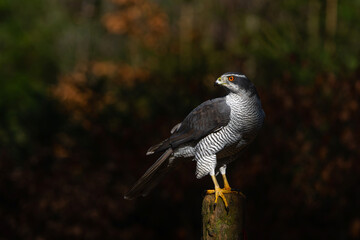 Northern goshawk (accipiter gentilis) searching for food in the forest of Noord Brabant in the Netherlands with a black background       
