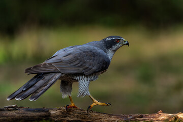 Northern goshawk (accipiter gentilis) searching for food in the forest of Noord Brabant in the Netherlands with a black background       