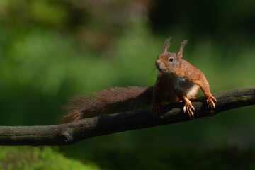 Eurasian red squirrel (Sciurus vulgaris) searching for food in the forest in the Netherlands.  