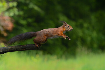 Eurasian red squirrel (Sciurus vulgaris) jumping in the forest of Noord Brabant in the Netherlands.