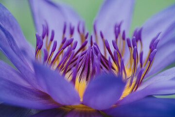 Blaue Seerose (Nymphaea caerulea) im Botanischen Garten Bonn