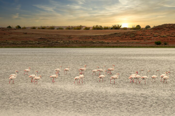 Flamingos in the lake at sunset 