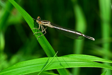 Blaue Federlibelle (Platycnemis pennipes) - Weibchen
White-legged damselfly, blue featherleg - female